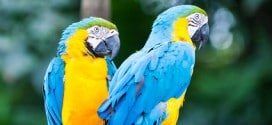 Zwei blau-gelbe Aras im Jurong Bird Park von Singapur