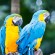 Zwei blau-gelbe Aras im Jurong Bird Park von Singapur