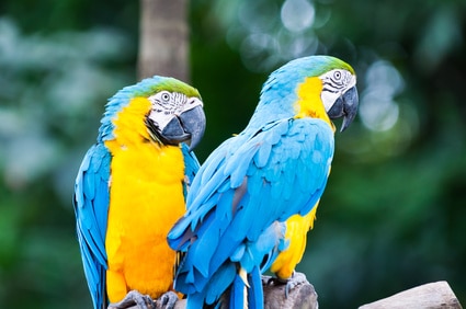Zwei blau-gelbe Aras im Jurong Bird Park von Singapur