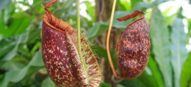 Rote Nephentes (Kannenpflanzen) in Singapur