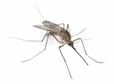 Malaria in Singapur