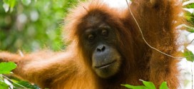 Orang Utans findet man in Singapur nur noch im Zoo