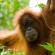 Orang Utans findet man in Singapur nur noch im Zoo